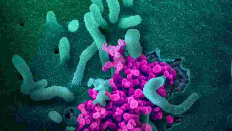 Comment les petites mutations du coronavirus aident les scientifiques à suivre sa propagation