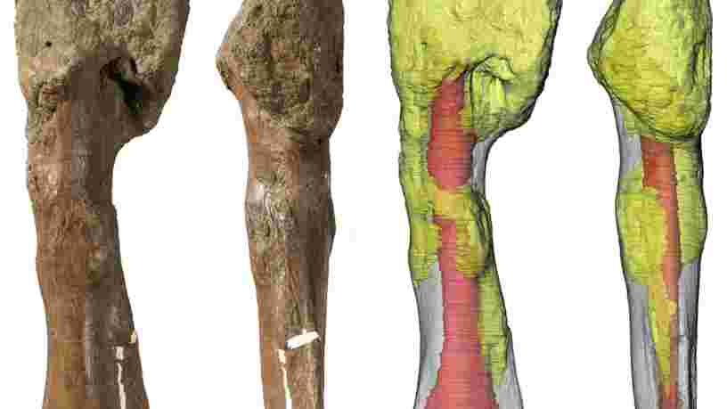 Des scientifiques ont diagnostiqué un cancer chez un dinosaure pour la première fois