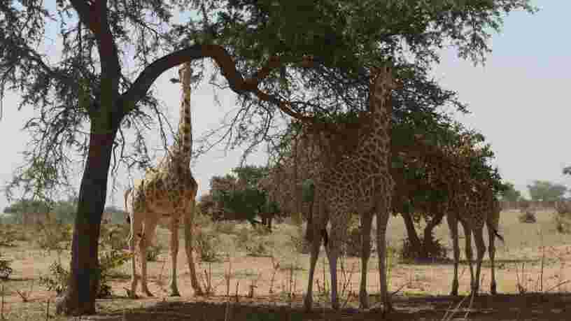 Une ancienne salariée d'Acted au Niger explique que voir les girafes restait une sortie encadrée et contrôlée