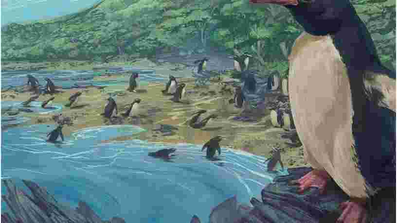 L'ancêtre de tous les pingouins aurait vécu sur le 8ème continent perdu de la Terre