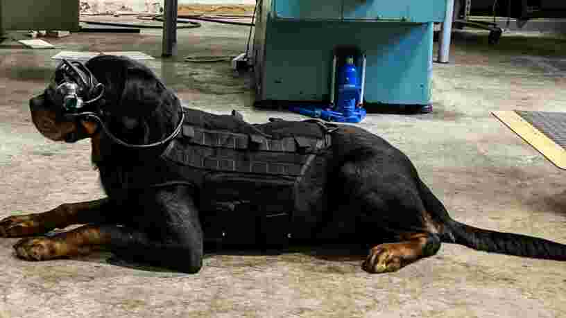L'armée américaine veut expérimenter des lunettes de réalité augmentée sur des chiens de combat