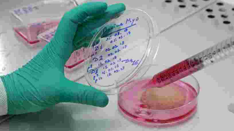 Singapour autorise la vente de viande artificielle créée en laboratoire, une première mondiale