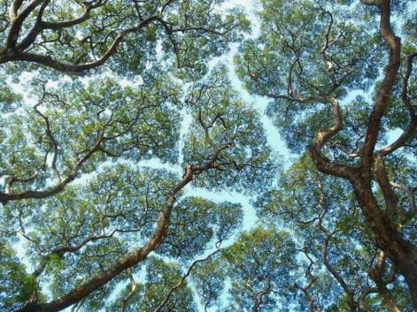La timidité des arbres : un phénomène mystérieux mais fascinant !