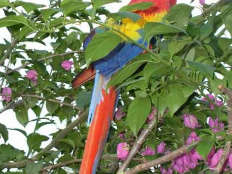 Les oiseaux les plus colorés du monde