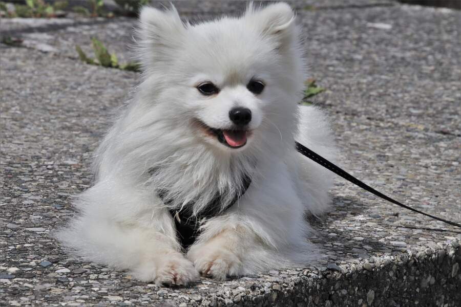 Garder son chien en laisse durant la promenade