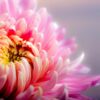 Pourquoi le chrysanthème est la fleur des morts ?
