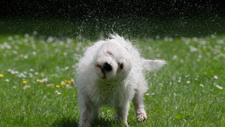 Les Chiens Ont Ils La Notion Du Temps Qui Passe Ca M Interesse