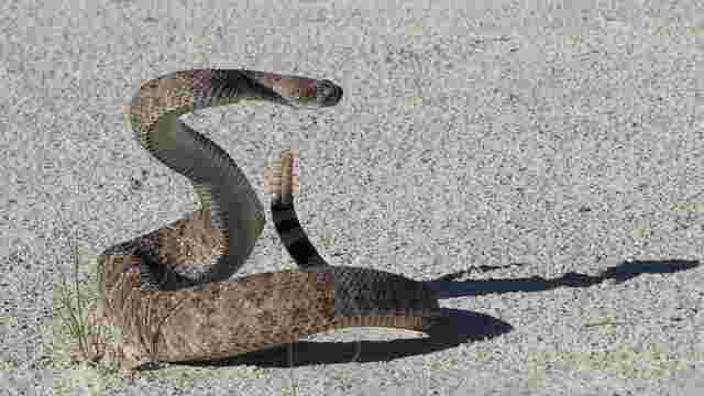 Le serpent, irrésistible tentateur d'Adam et Ève - Ça m'intéresse