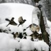 Comment aider les oiseaux en hiver ?