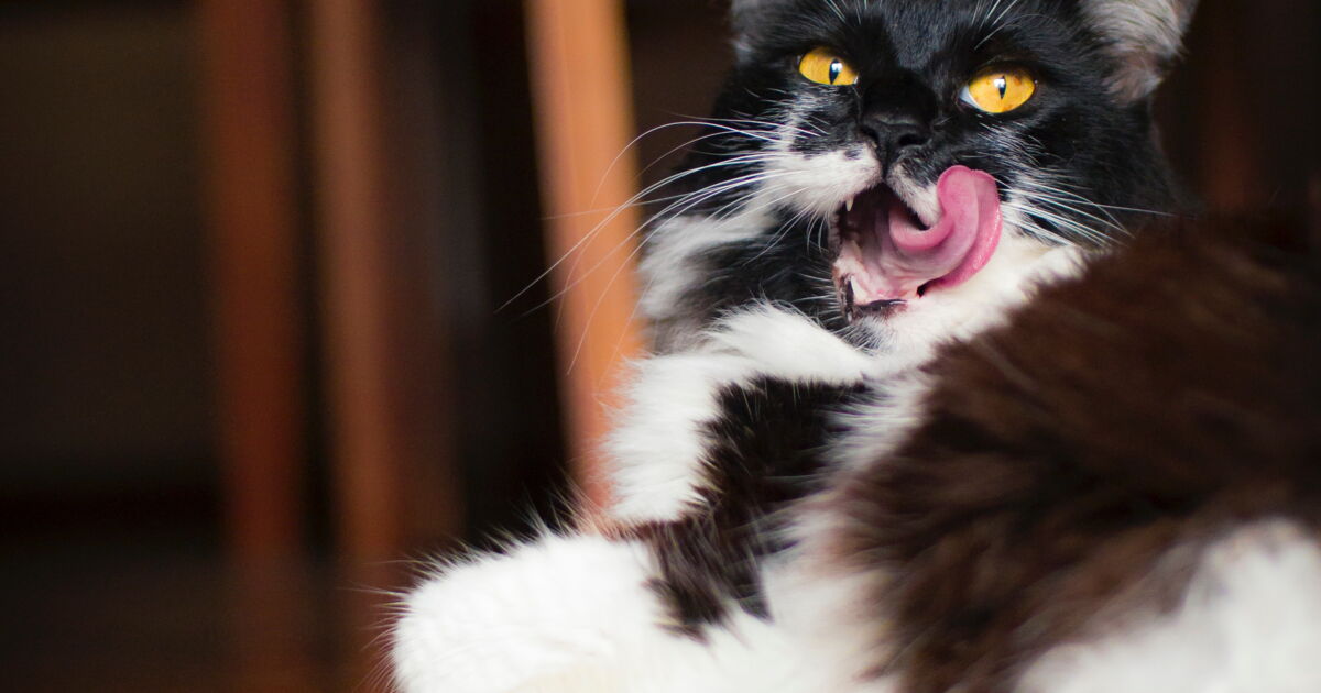 Pourquoi La Langue Du Chat Est Elle Si Rapeuse Ca M Interesse