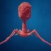 Médecine : les phages sont-ils les nouveaux antibiotiques ?