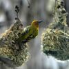 Les oiseaux doivent-ils apprendre à construire leur nid ?