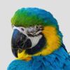 Les perroquets sont-ils les seuls animaux à pouvoir parler comme nous ?