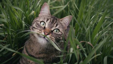 Pourquoi Les Chats Ont Ils La Truffe Humide Ca M Interesse