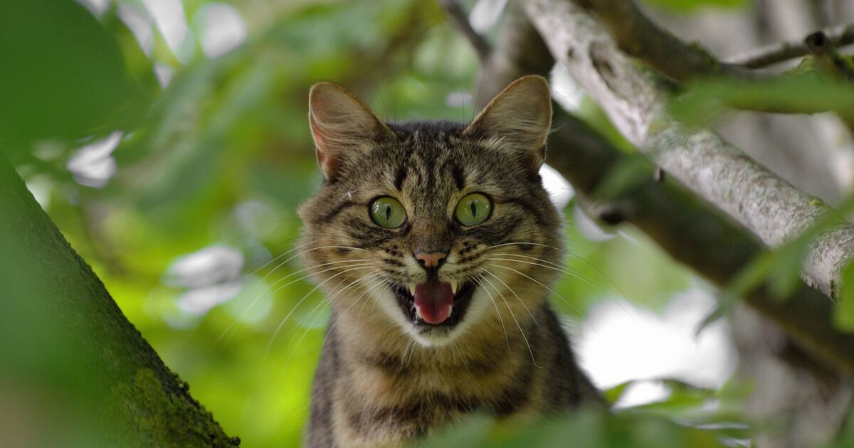 Quel Animal Peut Tuer Un Chat Ca M Interesse