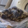 Une momie enceinte découverte pour la première fois