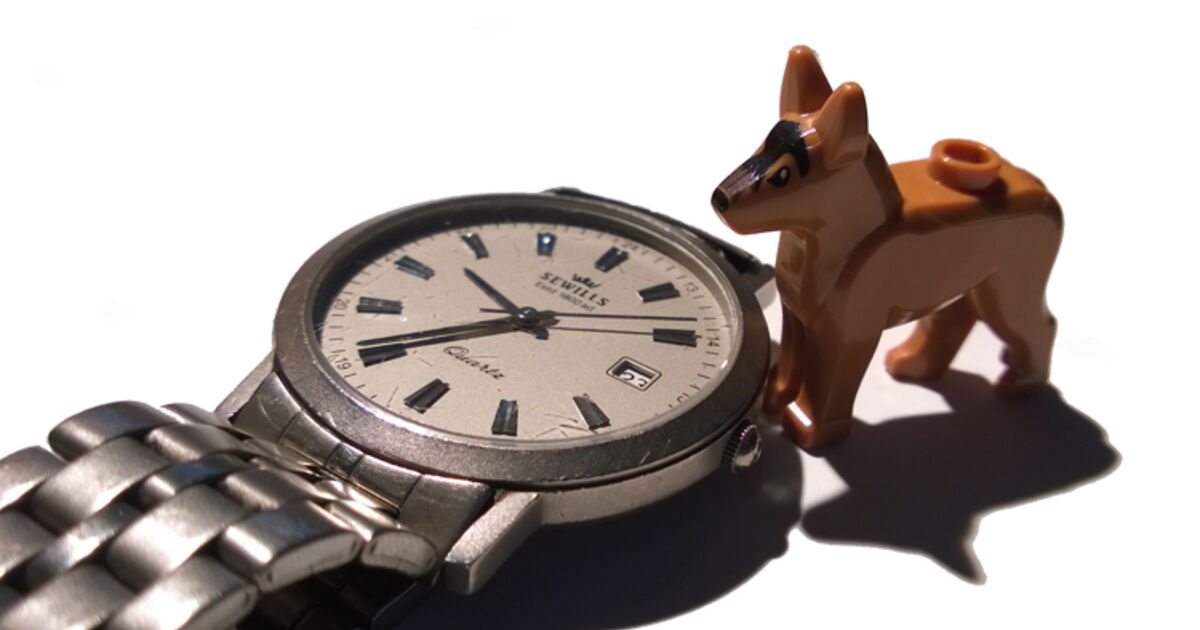 Les Chiens Ont Ils La Notion Du Temps Qui Passe Ca M Interesse