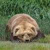 Hibernation : comment l’ours brun conserve-t-il sa masse musculaire ?