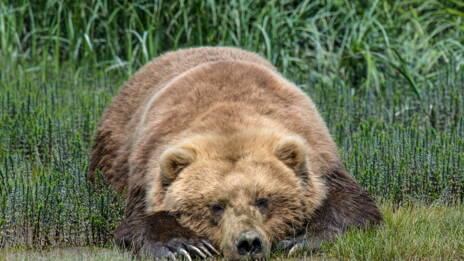 que faire rencontre ours