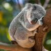 Pourquoi surnomme-t-on le koala « paresseux australien » ?