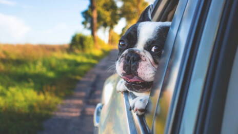 Les Chiens Ont Ils La Notion Du Temps Qui Passe Ca M Interesse