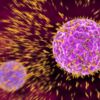 Cancer : les immenses espoirs soulevés par les anticorps thérapeutiques