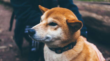 Les Chiens Ont Ils La Notion Du Temps Qui Passe Ca M Interesse