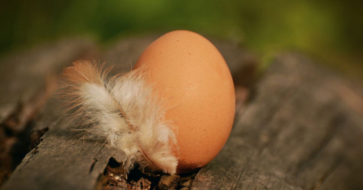 Combien d'œufs pond une poule par an ? Ça m'intéresse Combien d'œufs pond une poule par an ? Ça m'intéresse