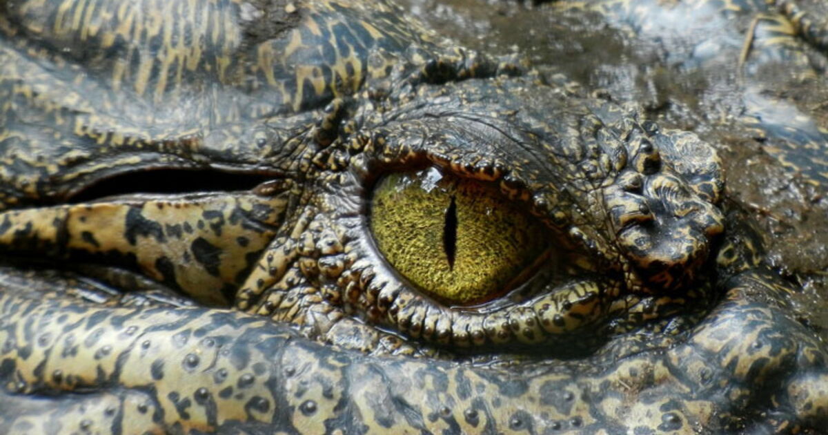 Pourquoi diton « Verser des larmes de crocodile » ? Ça m'intéresse Pourquoi diton « Verser des larmes de crocodile » ? Ça m'intéresse