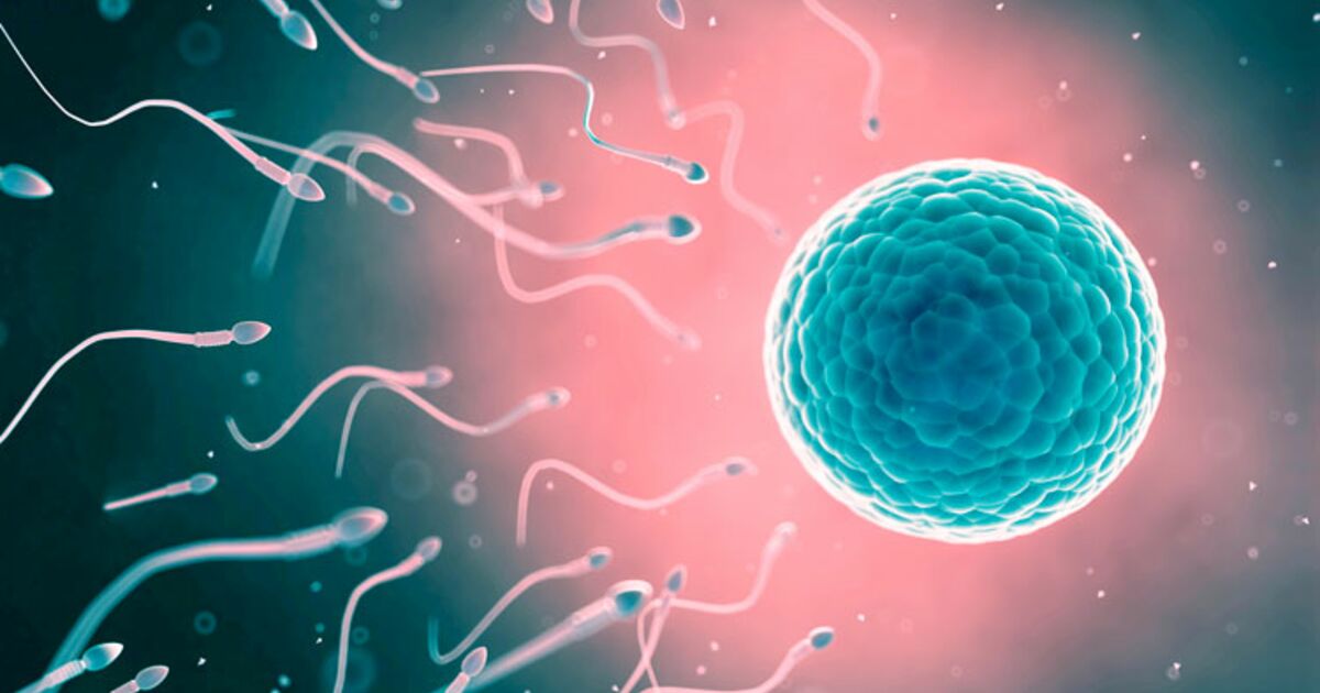 rencontre spermatozoide ovule
