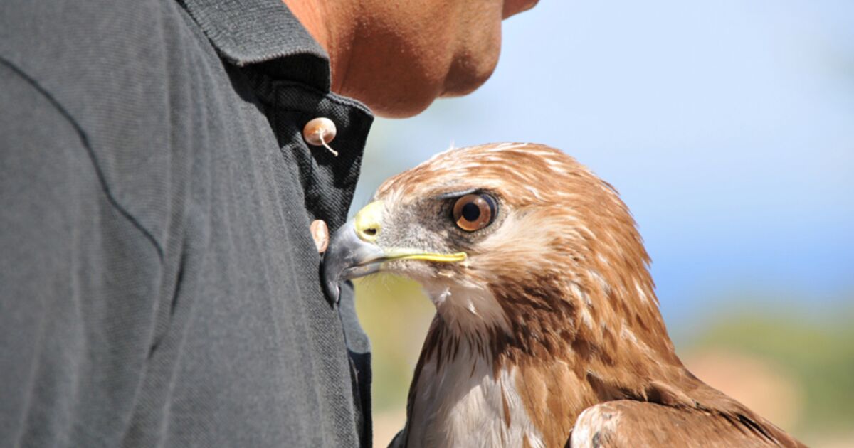 Est Il Possible D Avoir Un Rapace Comme Animal De Compagnie Ca M Interesse