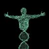De quoi l’ADN est-il formé ?