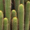 À quoi servent les épines des cactus ?