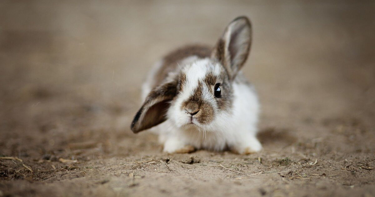 Comment Jouer Avec Son Lapin Ca M Interesse