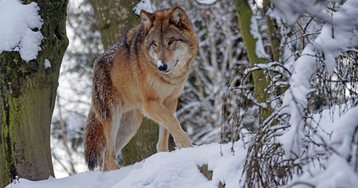 que faire en cas de rencontre avec un loup