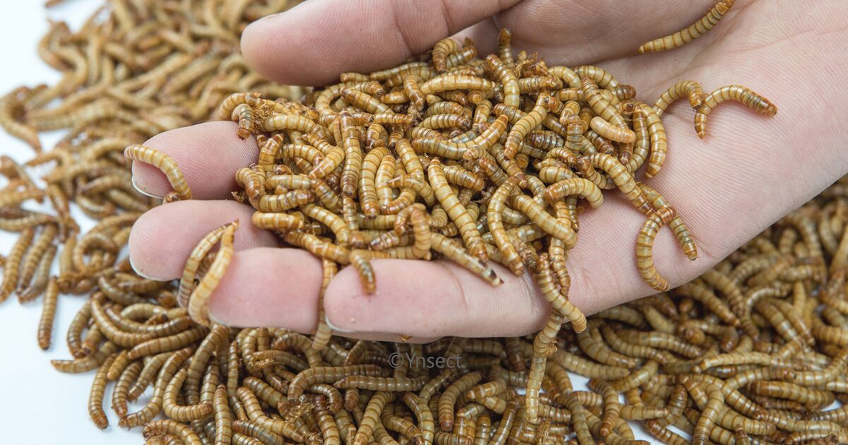 Voici Pourquoi Les Insectes Vont Bientot Se Multiplier Dans Nos Assiettes