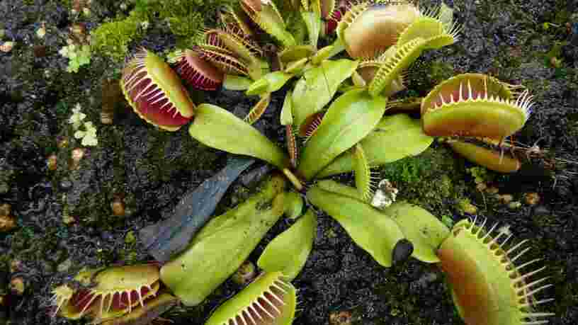 "Robots-plantes" : des scientifiques cherchent à croiser robots et végétaux