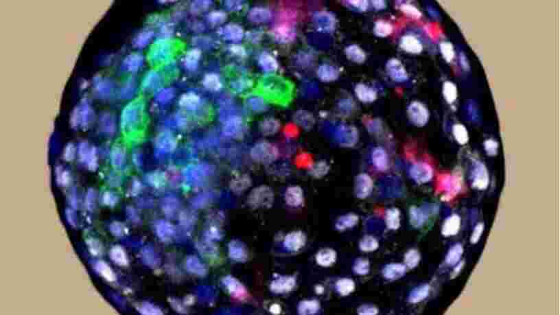 Des scientifiques ont créé un embryon hybride homme-singe en laboratoire