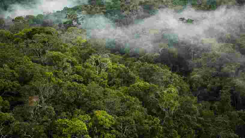 Les 8 pays européens les plus responsables de la déforestation dans le monde