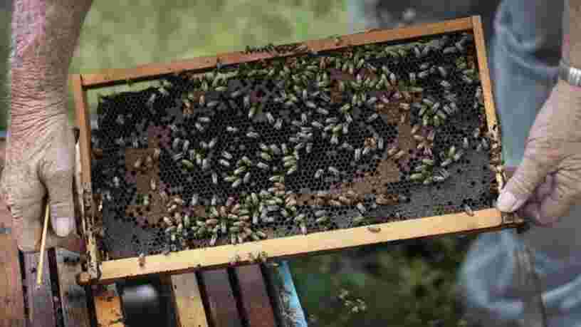 Des scientifiques ont appris à des abeilles à identifier un cas de Covid-19 en quelques secondes