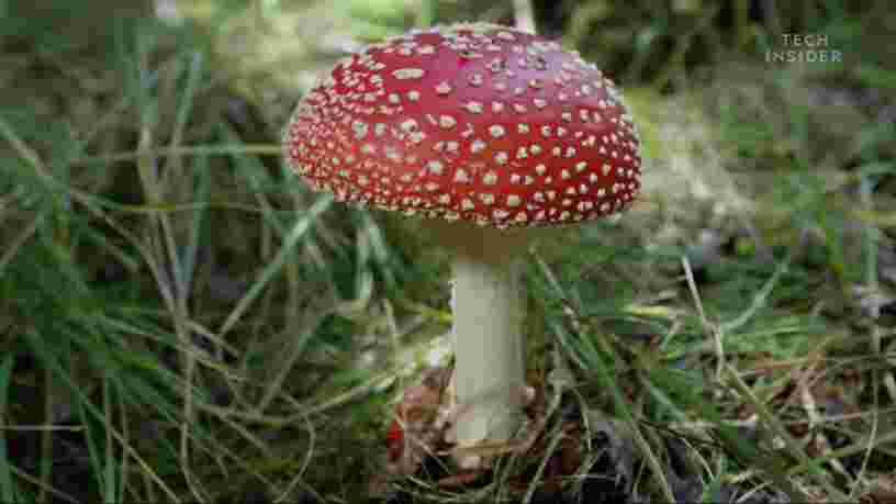 Comment les champignons hallucinogènes endommagent votre cerveau