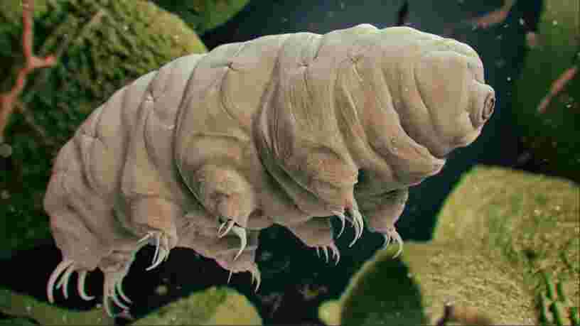 SpaceX a envoyé 5 000 tardigrades dans l'espace pour étudier leur indestructibilité