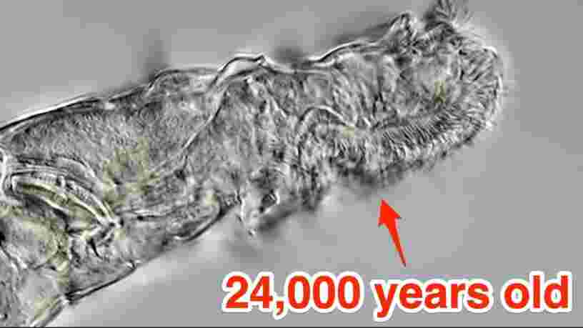 Des scientifiques ont ressuscité un animal microscopique après 24 000 ans de congélation