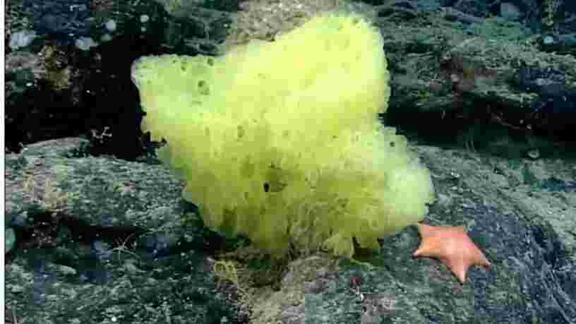 Des scientifiques découvrent Bob l'éponge 'en chair et en os' dans les profondeurs de l'Atlantique