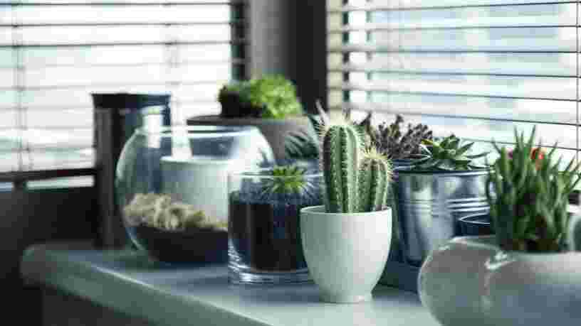 La mode des plantes d'intérieur ferait les affaires d'un réseau mondial de contrebande