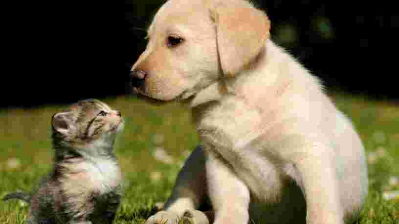 Pourquoi avoir un chat ou un chien au bureau peut vous déstresser et augmenter votre productivité