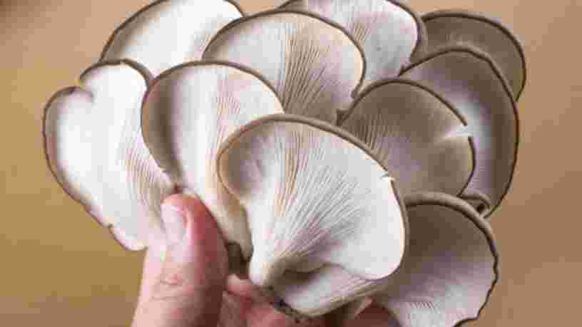 La consommation de champignons aiderait à lutter contre le déclin des fonctions cérébrales