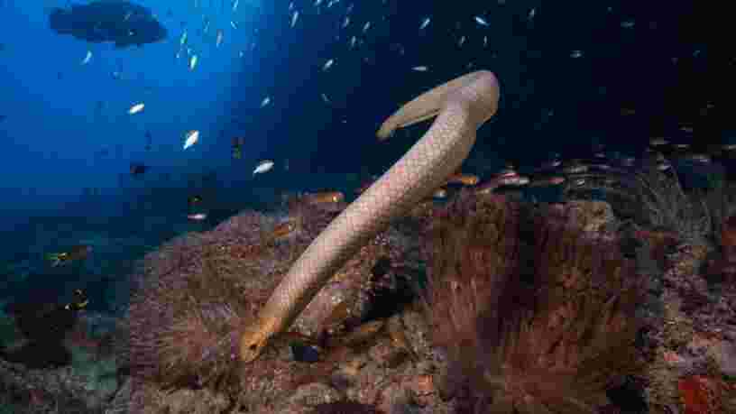 Ces serpents de mer qui s'attaquent à des plongeurs les confondent avec de potentiels partenaires sexuels