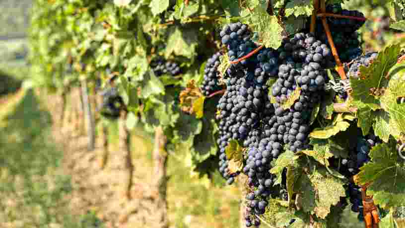 Foire aux vins Carrefour : la sélection des vins bio