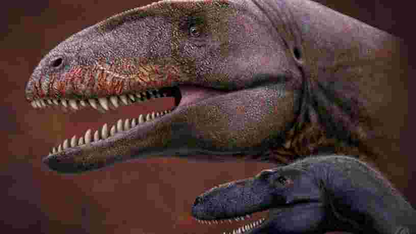 Des scientifiques ont découvert une nouvelle espèce de dinosaure aux dents de requin